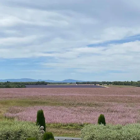 04b1 In The Heart Of Lavender Fields * Brunet