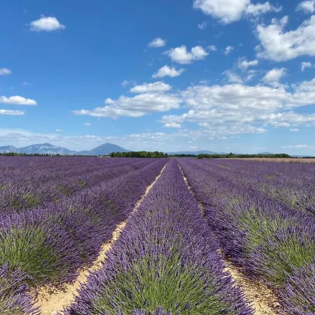 04b1 In The Heart Of Lavender Fields Brunet