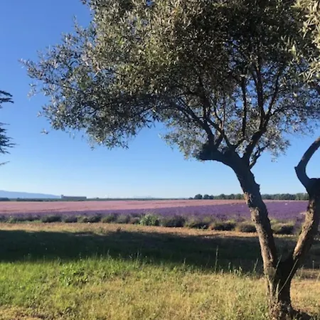 04b1 In The Heart Of Lavender Fields